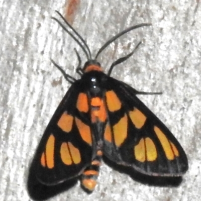 Amata (genus) (Handmaiden Moth) at ANBG - 3 Nov 2023 by JohnBundock