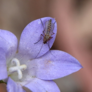 Chironomidae (family) at Higgins Woodland - 4 Nov 2023