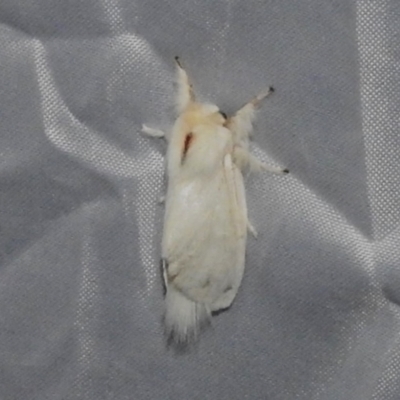 Trichiocercus sparshalli (Sparshall's Moth) at ANBG - 3 Nov 2023 by JohnBundock
