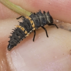 Harmonia conformis (Common Spotted Ladybird) at Kaleen, ACT - 30 Oct 2023 by AlisonMilton