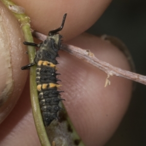 Harmonia conformis at Kaleen, ACT - 30 Oct 2023 11:36 AM