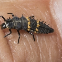 Harmonia conformis at Kaleen, ACT - 30 Oct 2023 11:36 AM