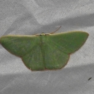 Prasinocyma semicrocea at Canberra Central, ACT - 3 Nov 2023