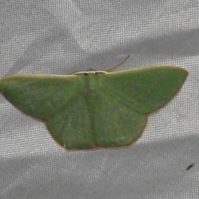 Prasinocyma semicrocea (Common Gum Emerald moth) at ANBG - 3 Nov 2023 by JohnBundock