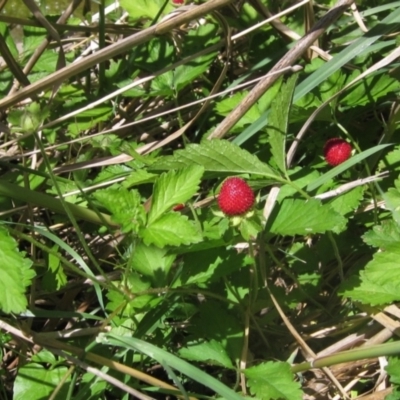 Potentilla indica (Indian Strawberry) at Umbagong District Park - 29 Oct 2023 by pinnaCLE