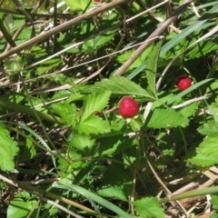 Potentilla indica (Indian Strawberry) at Latham, ACT - 29 Oct 2023 by pinnaCLE