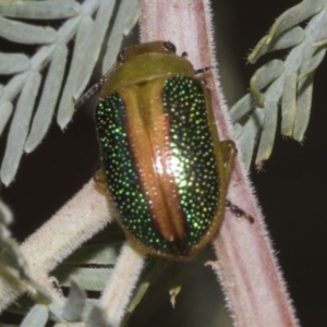 Calomela parilis at Belconnen, ACT - 30 Oct 2023