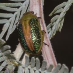 Calomela parilis at Belconnen, ACT - 30 Oct 2023