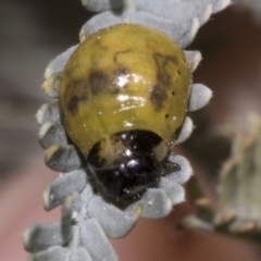 Calomela parilis at Belconnen, ACT - 30 Oct 2023