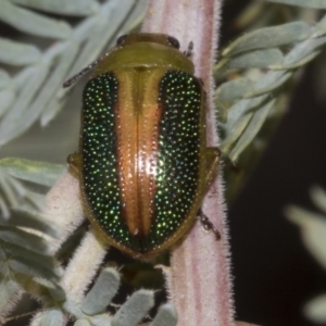 Calomela parilis at Belconnen, ACT - 30 Oct 2023