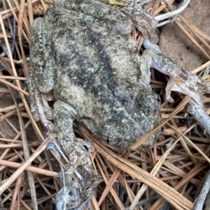 Litoria peronii at Wamboin, NSW - 4 Nov 2023 01:43 PM