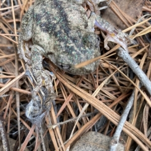 Litoria peronii at Wamboin, NSW - 4 Nov 2023 01:43 PM