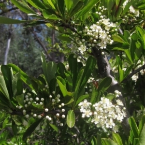 Pyracantha fortuneana at Latham, ACT - 29 Oct 2023 11:45 AM