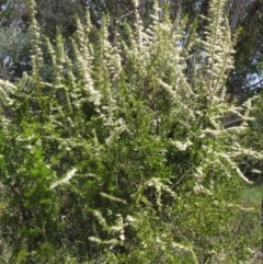 Pyracantha fortuneana at Latham, ACT - 29 Oct 2023 11:45 AM