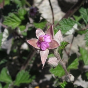 Rubus parvifolius at Latham, ACT - 31 Oct 2023 12:52 PM