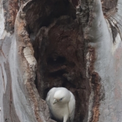 Cacatua sanguinea at Throsby, ACT - suppressed