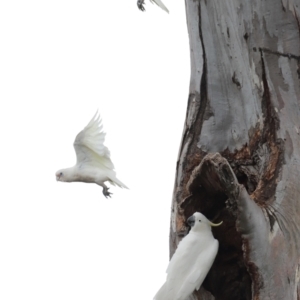 Cacatua sanguinea at Throsby, ACT - suppressed