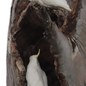 Cacatua sanguinea at Throsby, ACT - suppressed