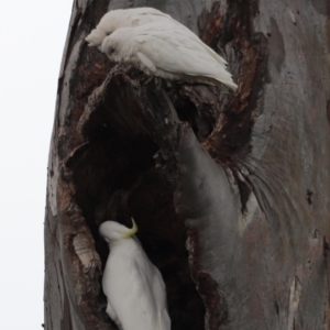 Cacatua sanguinea at Throsby, ACT - 5 Nov 2023