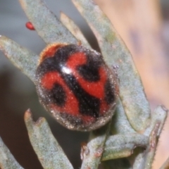 Rodolia cardinalis (Vedalia Beetle or Cardinal Ladybird) at Kaleen, ACT - 30 Oct 2023 by AlisonMilton