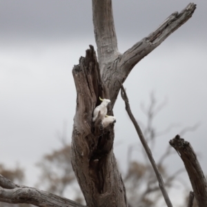 Cacatua galerita at Throsby, ACT - 5 Nov 2023