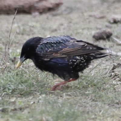Sturnus vulgaris (Common Starling) at Throsby, ACT - 5 Nov 2023 by JimL