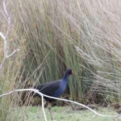 Porphyrio melanotus (Australasian Swamphen) at Throsby, ACT - 5 Nov 2023 by JimL