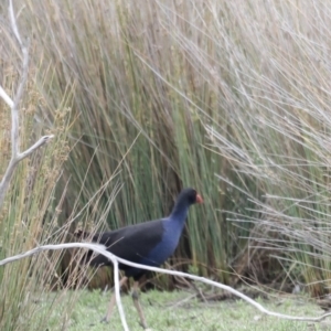 Porphyrio melanotus at Throsby, ACT - 5 Nov 2023 10:27 AM