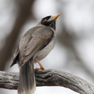 Manorina melanocephala at Throsby, ACT - 5 Nov 2023 10:28 AM