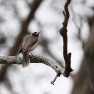 Manorina melanocephala at Throsby, ACT - 5 Nov 2023 10:28 AM