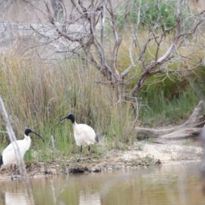 Threskiornis molucca at Throsby, ACT - 5 Nov 2023 10:27 AM