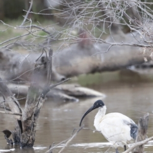 Threskiornis molucca at Throsby, ACT - 5 Nov 2023 10:27 AM