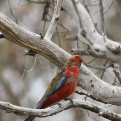 Platycercus elegans (Crimson Rosella) at Throsby, ACT - 4 Nov 2023 by JimL