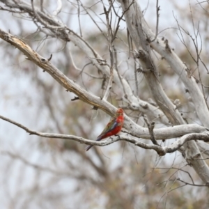 Platycercus elegans at Throsby, ACT - 5 Nov 2023