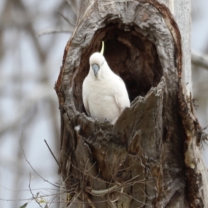 Cacatua galerita at Throsby, ACT - 5 Nov 2023