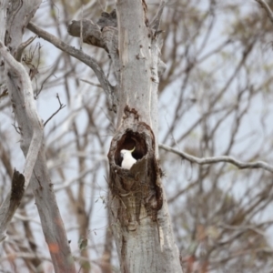 Cacatua galerita at Throsby, ACT - 5 Nov 2023