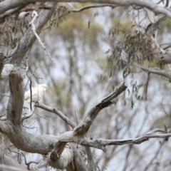 Cacatua galerita at Throsby, ACT - 5 Nov 2023