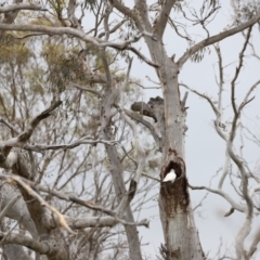 Cacatua galerita at Throsby, ACT - 5 Nov 2023