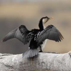 Microcarbo melanoleucos (Little Pied Cormorant) at Throsby, ACT - 5 Nov 2023 by JimL