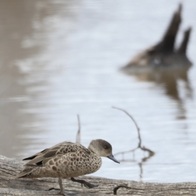 Anas gracilis (Grey Teal) at Throsby, ACT - 5 Nov 2023 by JimL