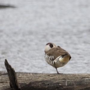 Malacorhynchus membranaceus at Throsby, ACT - 5 Nov 2023 10:42 AM