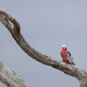 Eolophus roseicapilla at Throsby, ACT - 5 Nov 2023