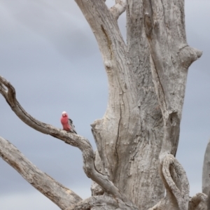 Eolophus roseicapilla at Throsby, ACT - 5 Nov 2023