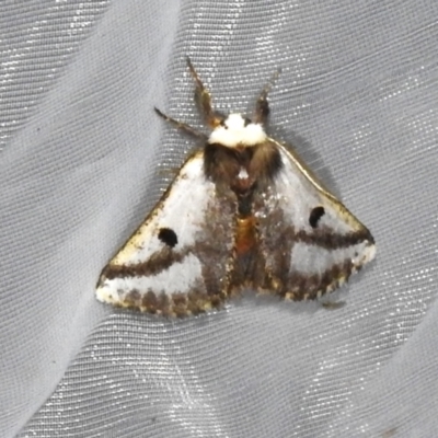Epicoma melanospila (Black Spot Moth) at Acton, ACT - 3 Nov 2023 by JohnBundock