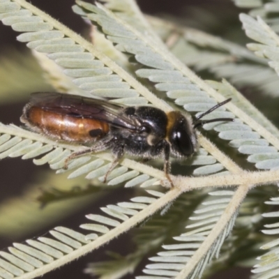 Euryglossa depressa (Native bee) at Kaleen, ACT - 30 Oct 2023 by AlisonMilton