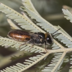 Euryglossa depressa at Kaleen, ACT - 30 Oct 2023 11:51 AM