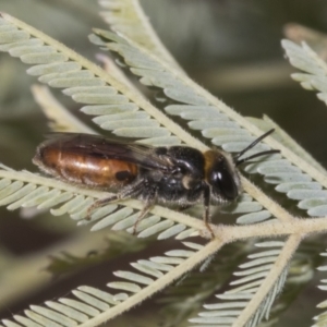 Euryglossa depressa at Kaleen, ACT - 30 Oct 2023