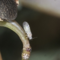 Psyllidae sp. (family) at Kaleen, ACT - 30 Oct 2023 by AlisonMilton