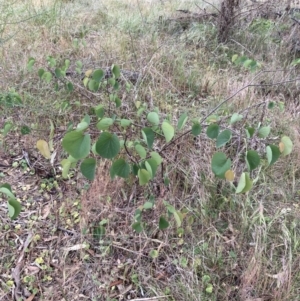 Cercis siliquastrum at Ainslie, ACT - 5 Nov 2023