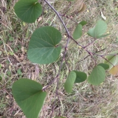 Cercis siliquastrum at Ainslie, ACT - 5 Nov 2023 09:25 AM